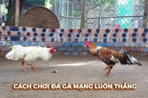 Bí Kíp Chơi Đá Gà Sabong SM66 Từ Cao Thủ Trăm Trận Thắng