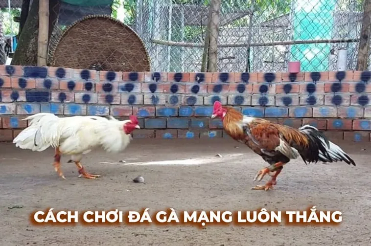 Bí Kíp Chơi Đá Gà Sabong SM66 Từ Cao Thủ Trăm Trận Thắng